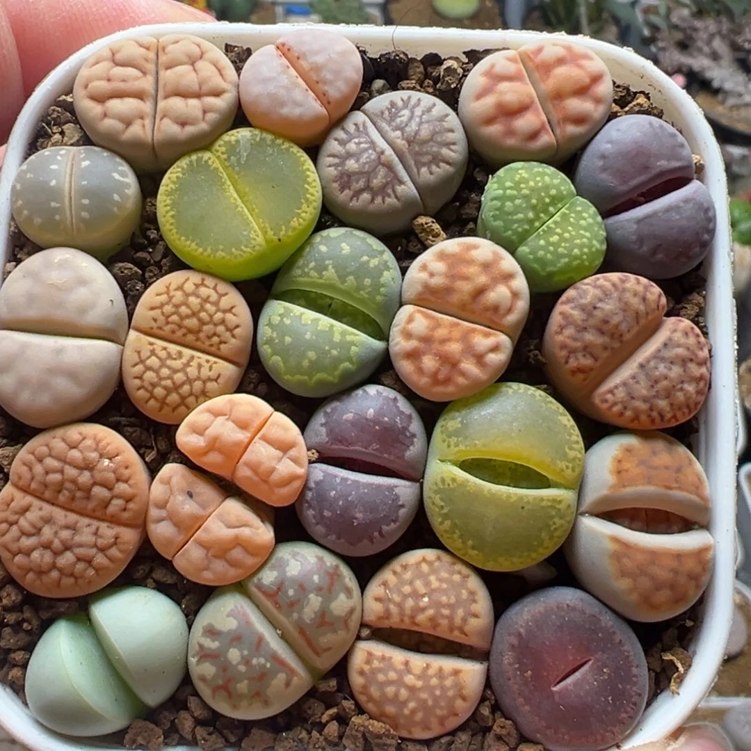 编号母本组合带盆多肉