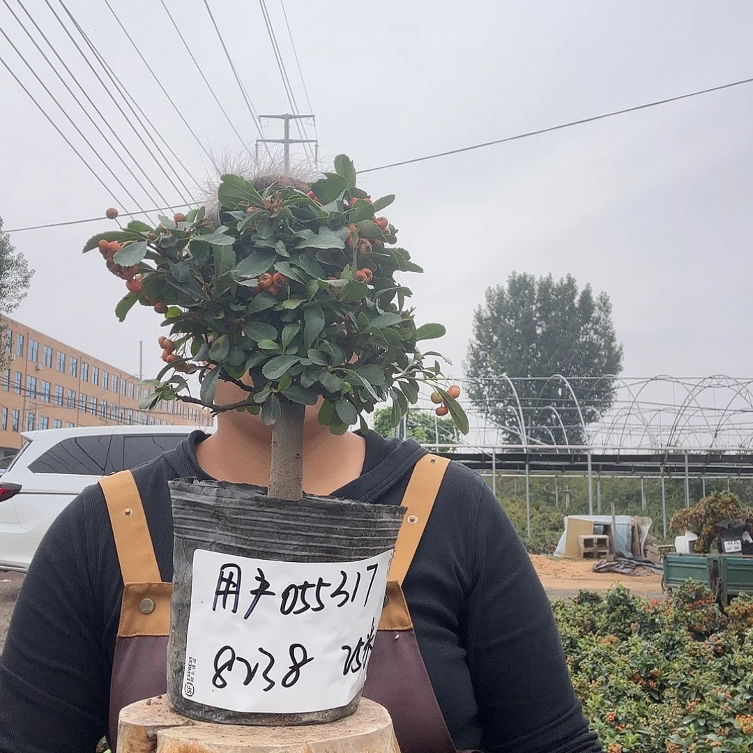 用***7完全开放火棘吉祥果