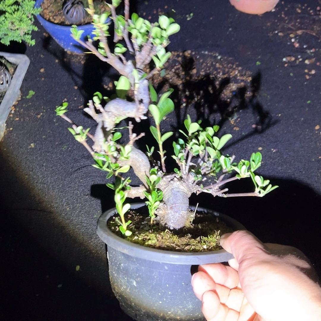 无花朵盆景不包邮