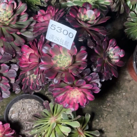 红魔多肉多肉5300