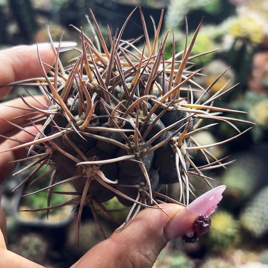 日系摩天龙有根仙人球11111111