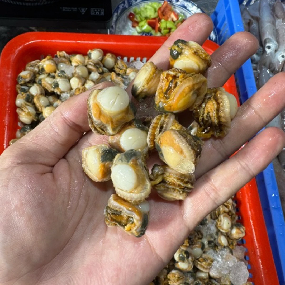 广东湛江 扇贝肉 螺肉（部分包装密封不好 介意勿拍）