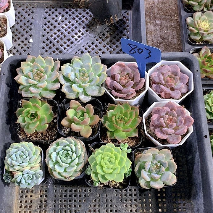 803号多肉植物园艺