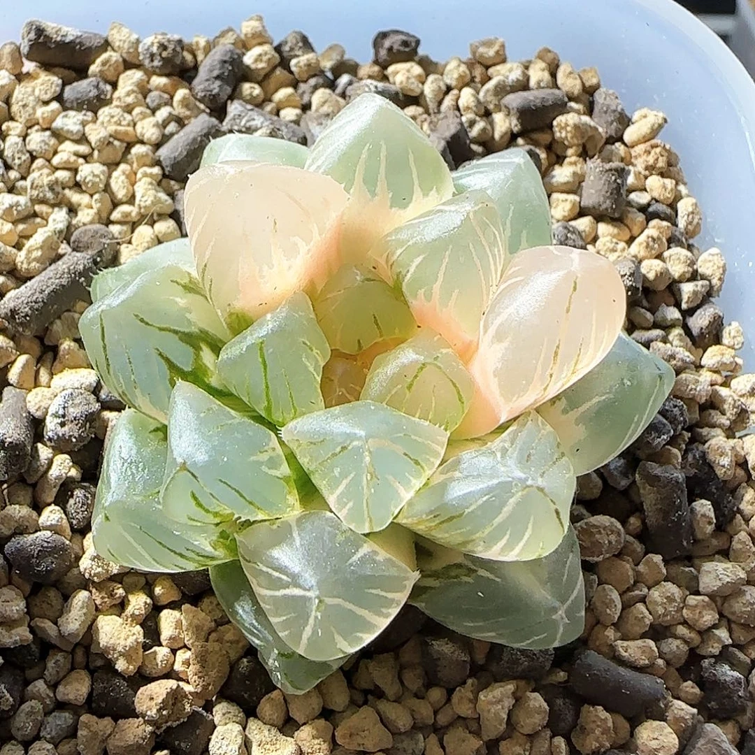 440号OM玉露锦一物一拍带盆土