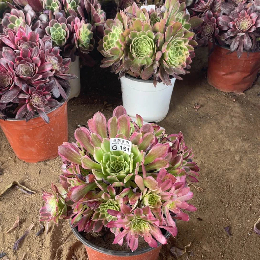 161天河多肉法师断枝不包