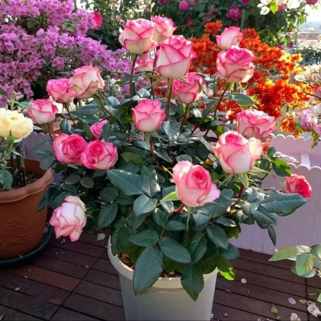 玫瑰花苗鲜花大花朵浓香型的绿植花卉阳台盆栽室外发货地栽碎冰