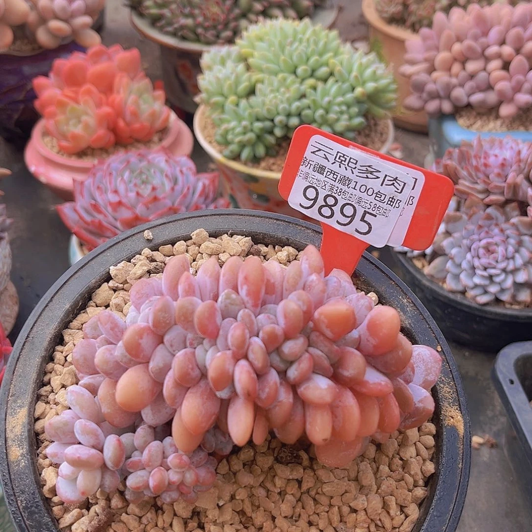 9895粉兔缀多肉植物