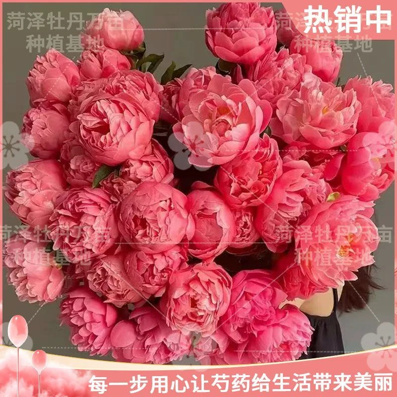 现货！进口品种菏泽正宗芍药牡丹鲜切花重瓣大花苞花束家庭插花落