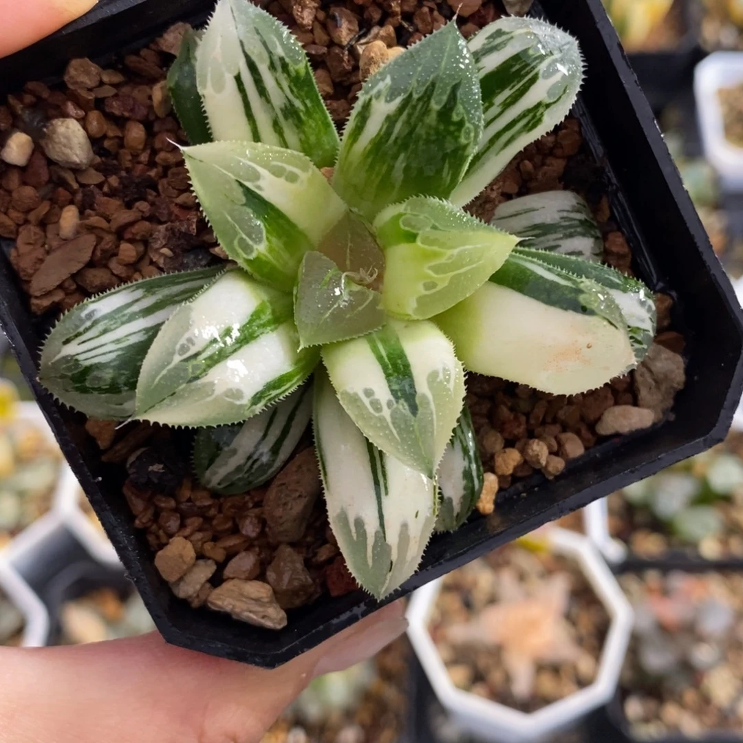 446芷寿锦一物一图