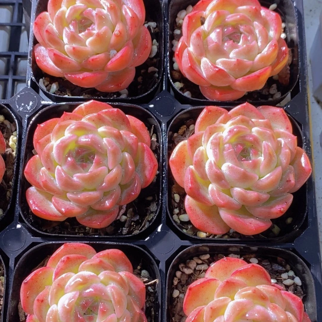 1127-16-果冻粉冰魄单头两个