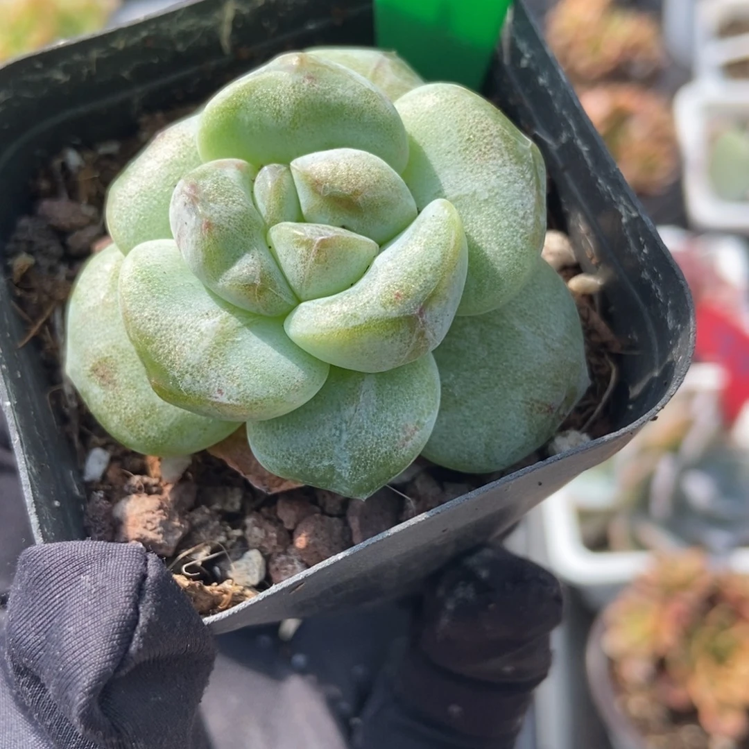 1001冰玉石化多肉植物