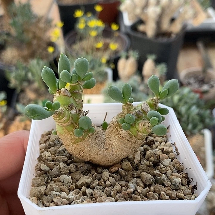 938圆叶卡拉菲一一一一一带盆