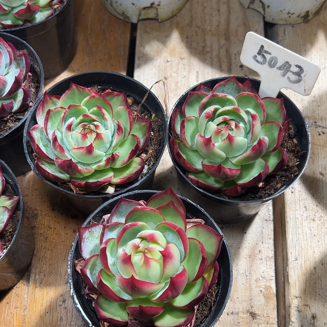 小惊鸿仙子8公分左右三颗5043号