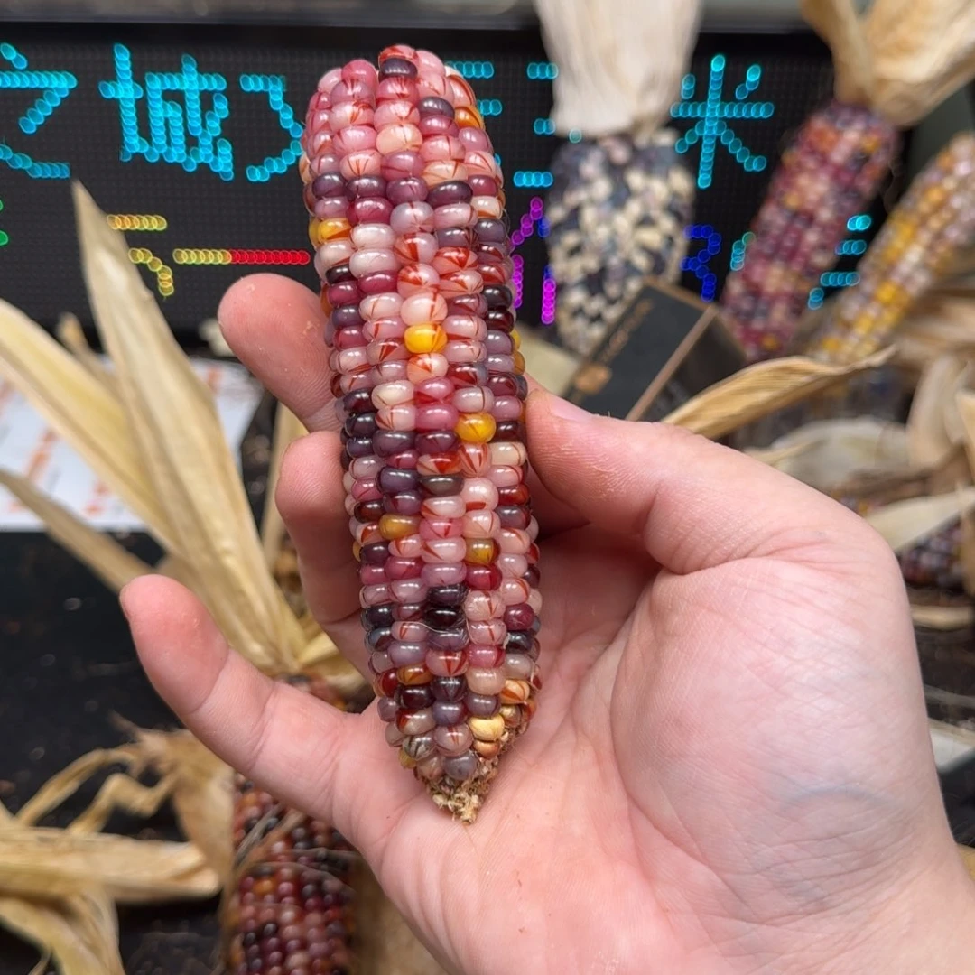 柏香籽/百香籽吊坠超***?