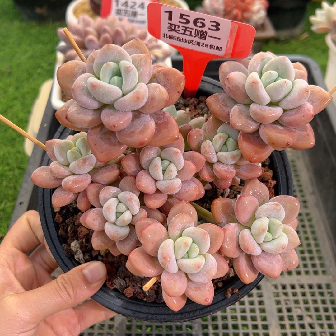 表妹精品多肉1563.