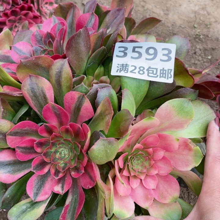 3593一号棚雅典娜