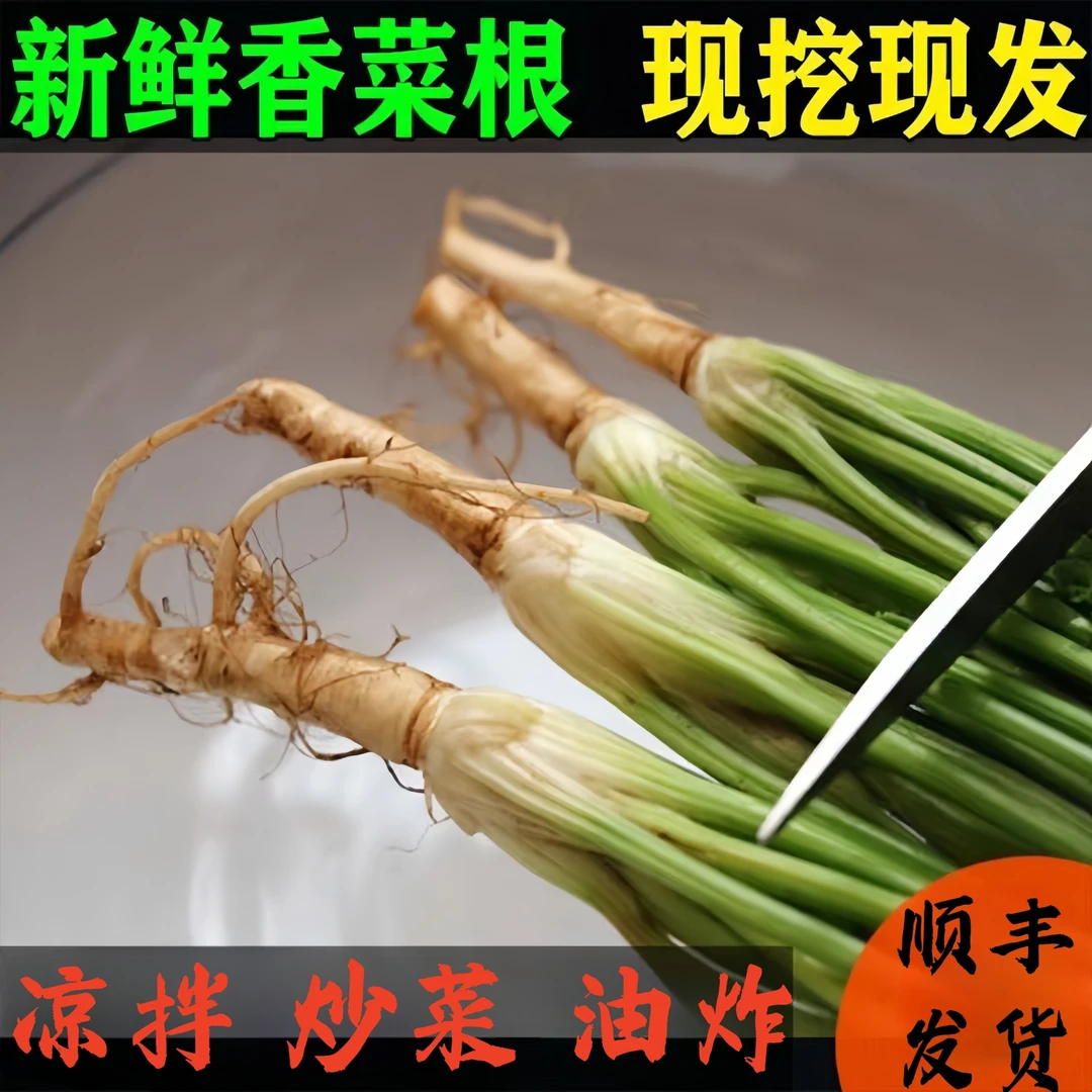 香菜根新鲜凉拌现发腌制咸菜油炸鲜嫩芫荽地下须子根1斤4斤