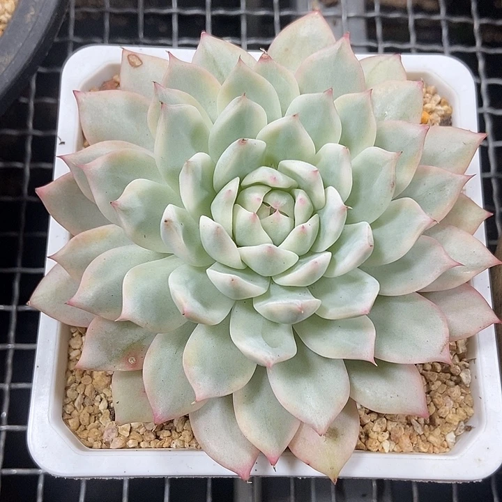 蒂比锦多肉植物的