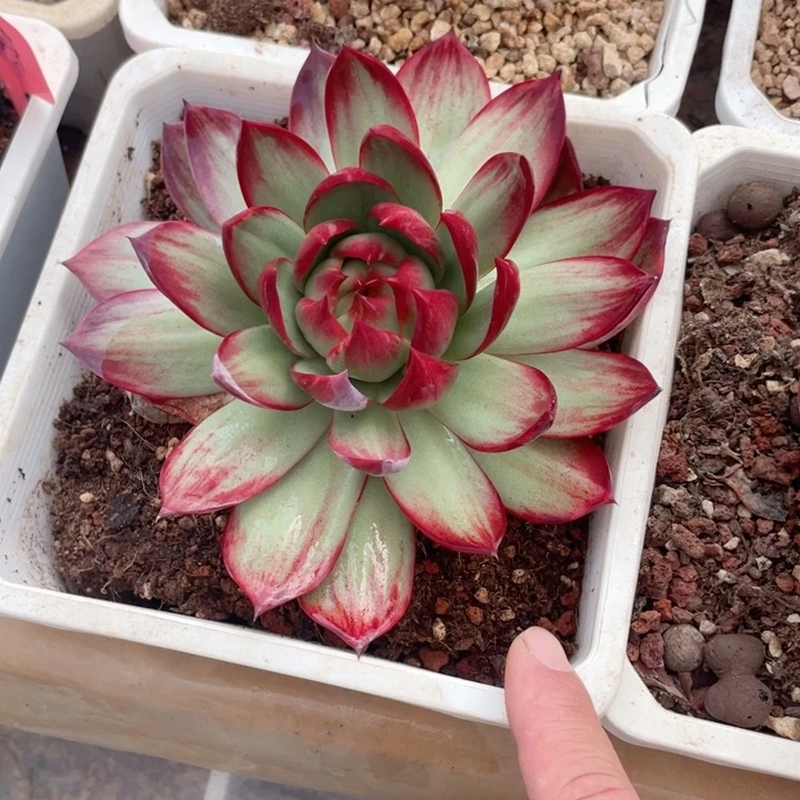 *****惊鸿仙子多肉植物8801