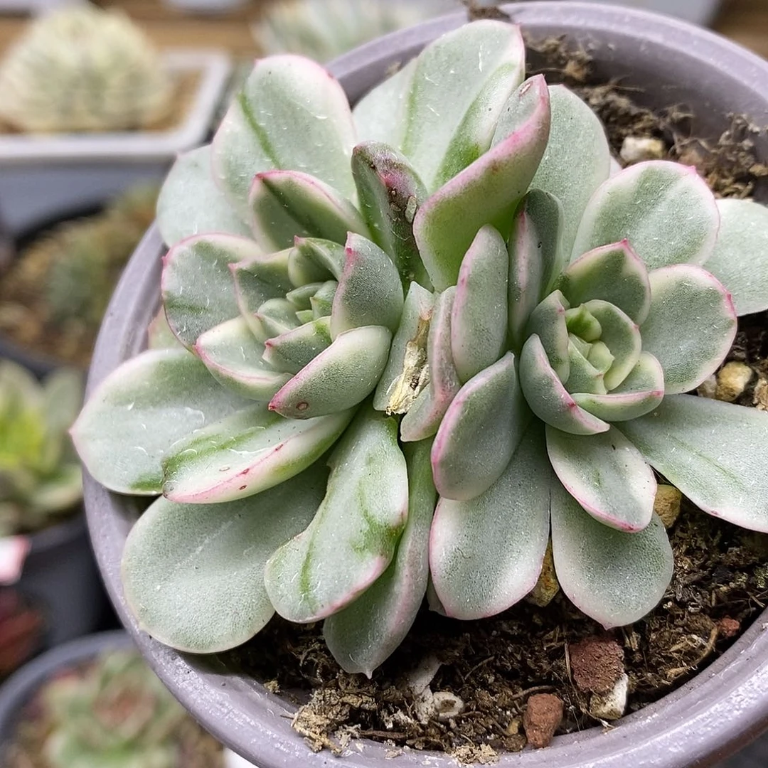 26128 不知名东云大理石纹锦双头 需延时发货