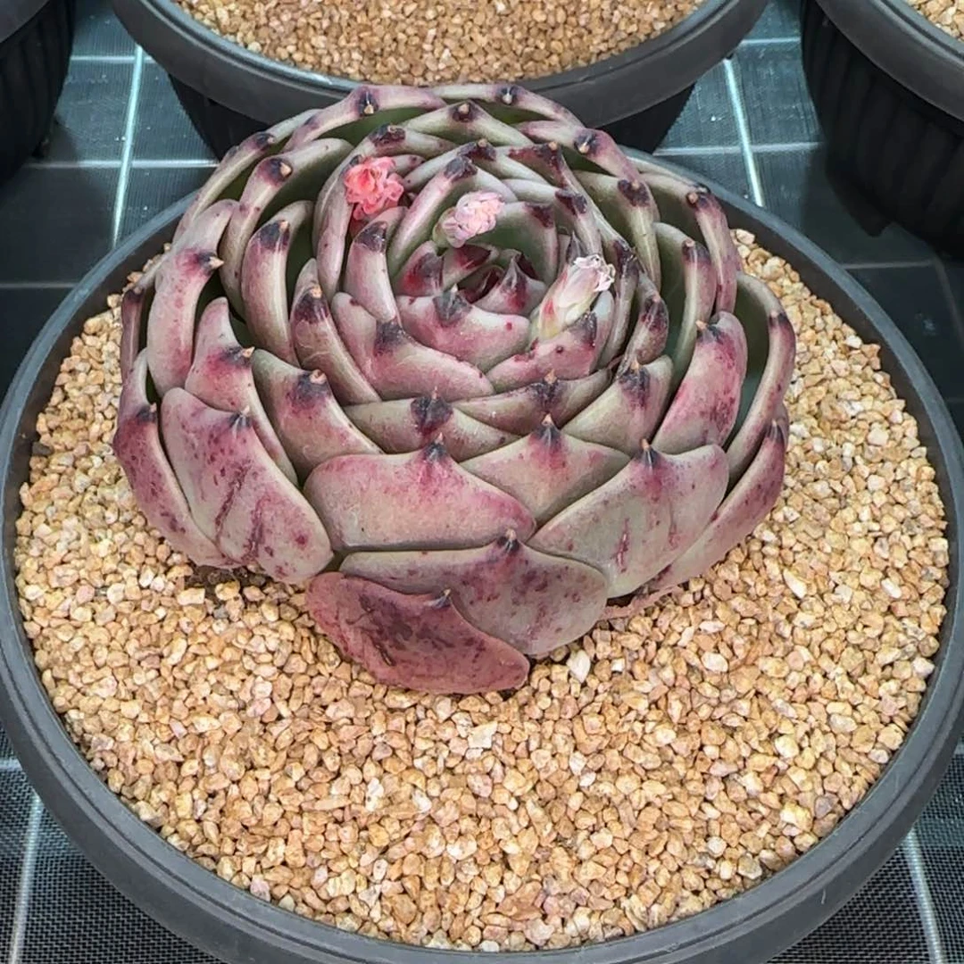 从前慢花园精选多肉蓝龙