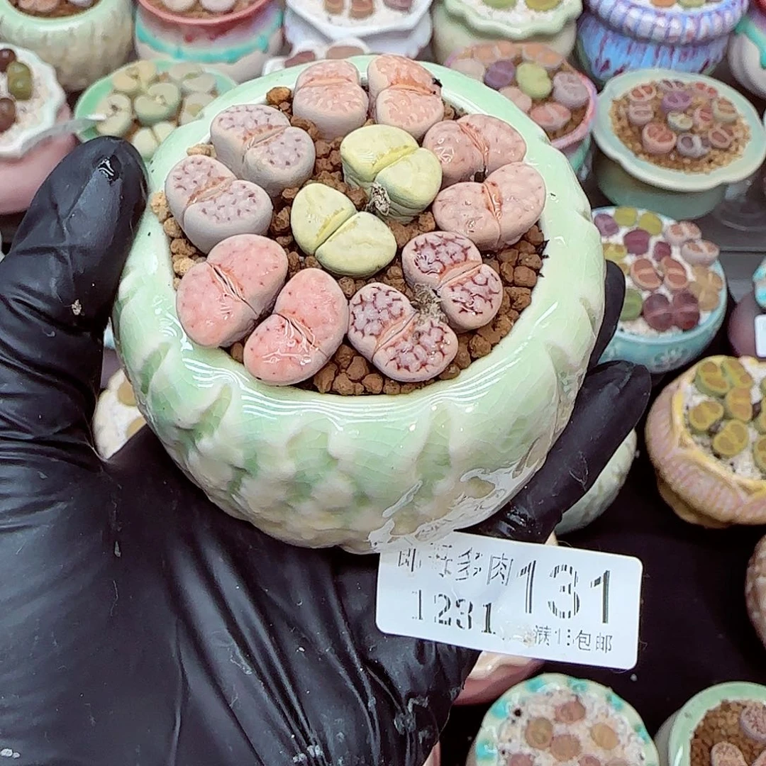 生石花满18包邮1231-131