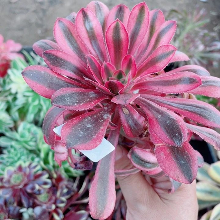 289初恋多肉1234478