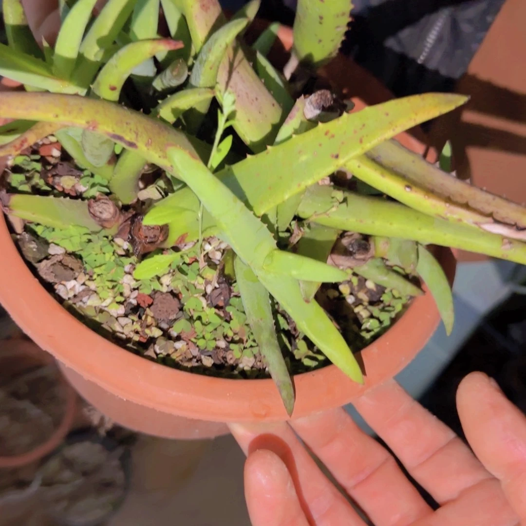 百**.块根植物块根植物