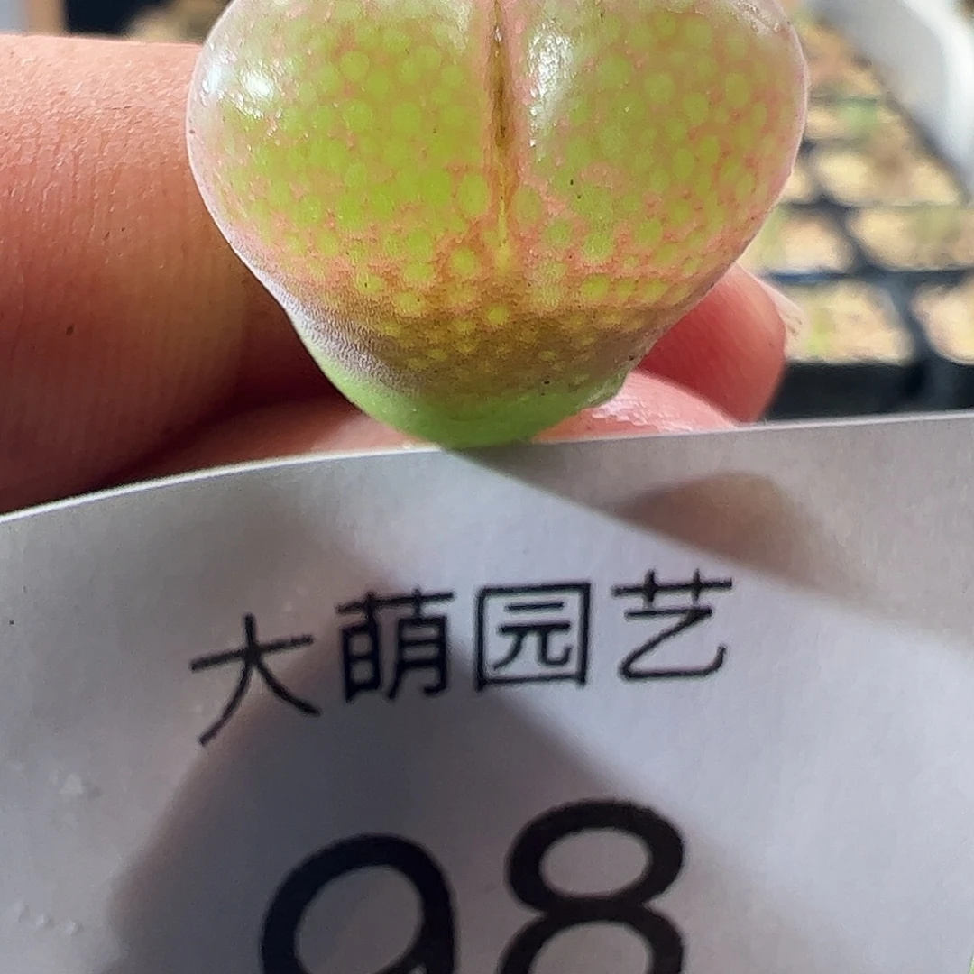 一物一拍。 Ap180，98