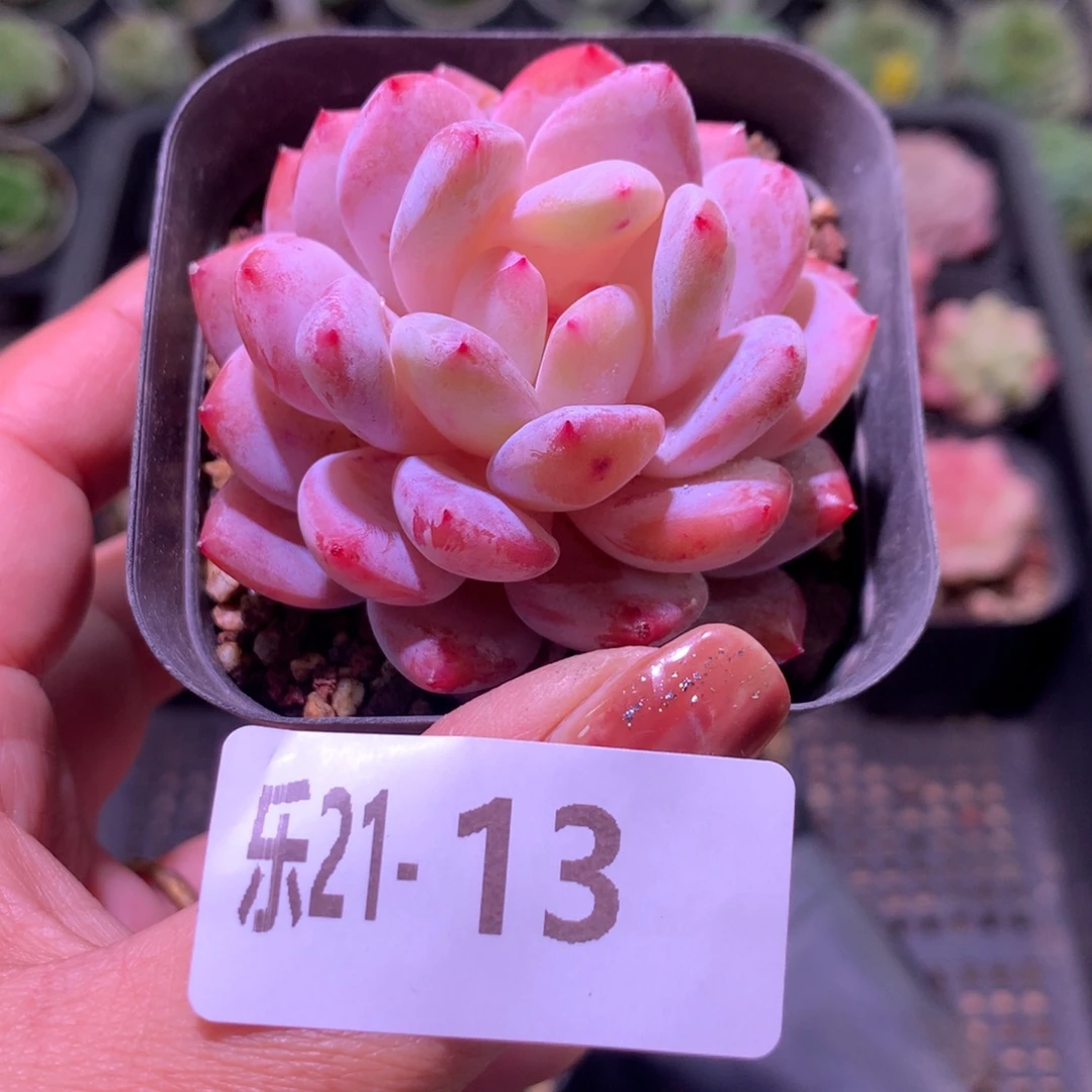 乐然21-13 橙梦露