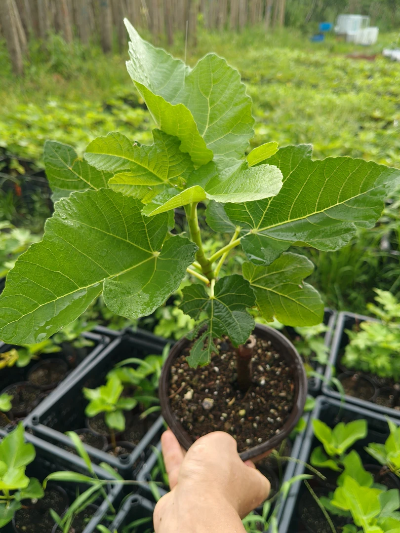 青皮，波姬红，金傲芬，原盆原土，露天的好养活