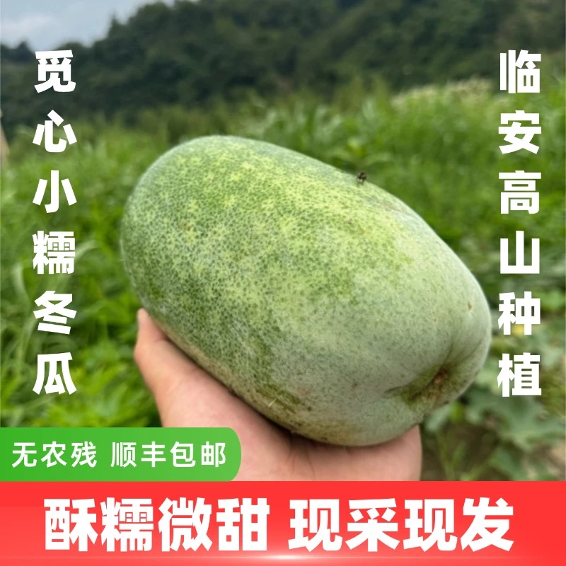 【觅心农场】自然生态种植小糯冬瓜香酥软糯微微甜
