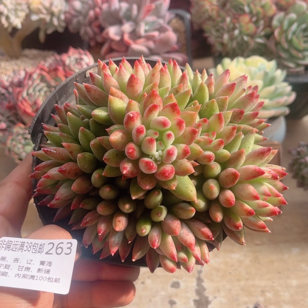 263岩字美人德华多肉