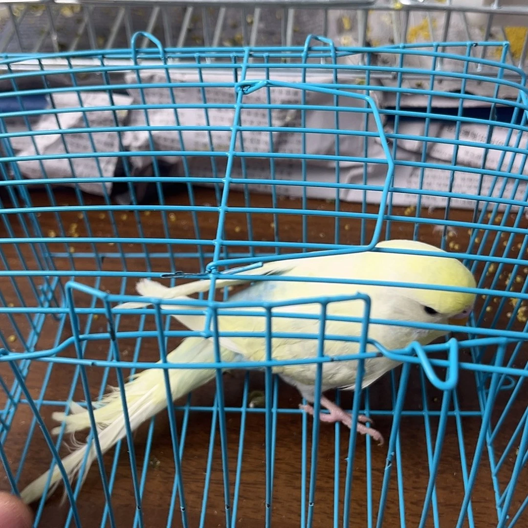 虎皮鹦鹉金彩鹦鹉