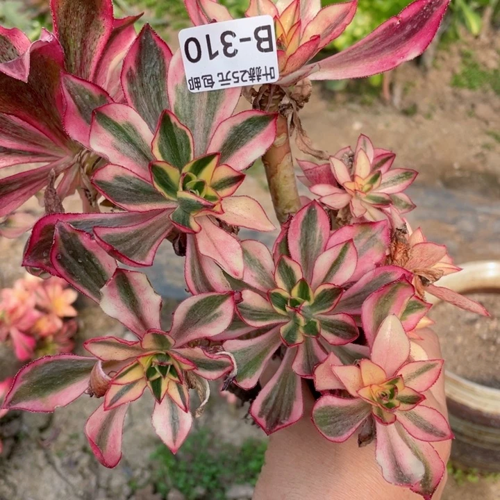 310魅影有砍多肉1根少多肉12345678