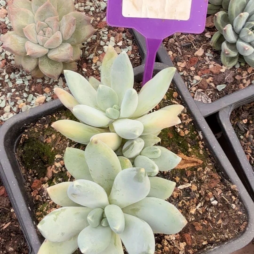 七彩三色多肉植物052