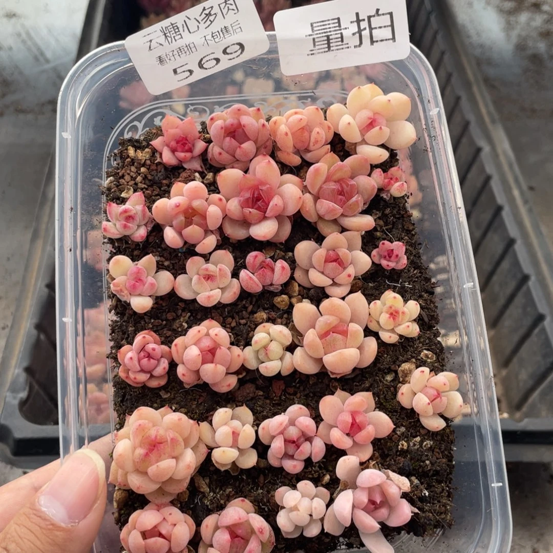 云糖心多肉植物569