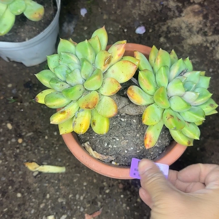 ****0多肉植物一物一拍红象牙353
