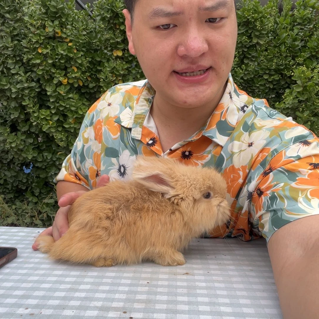 双血统英系安哥拉兔子