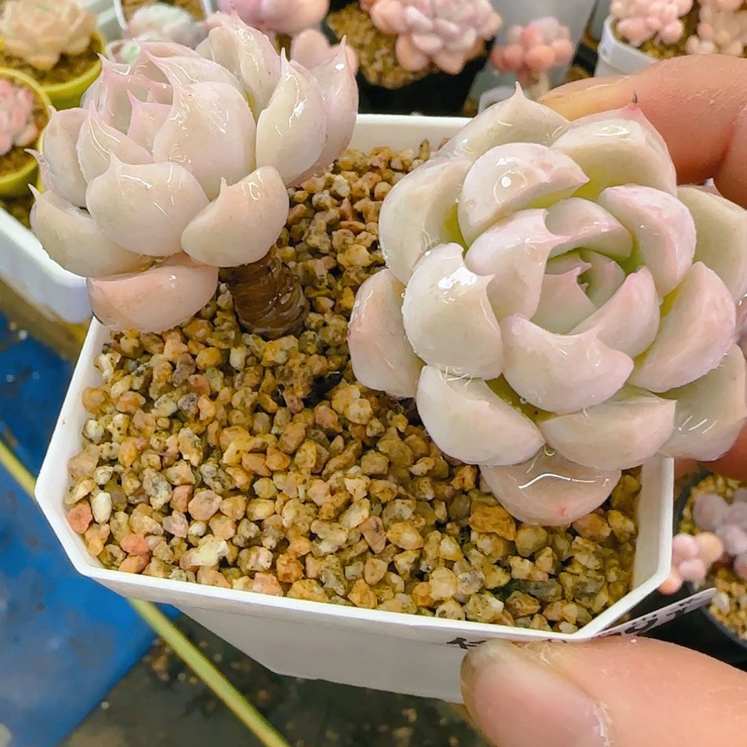 圈*…白牡丹新品，991、仙农出品