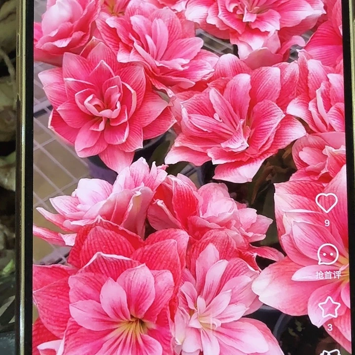 双梦直径5+基地球