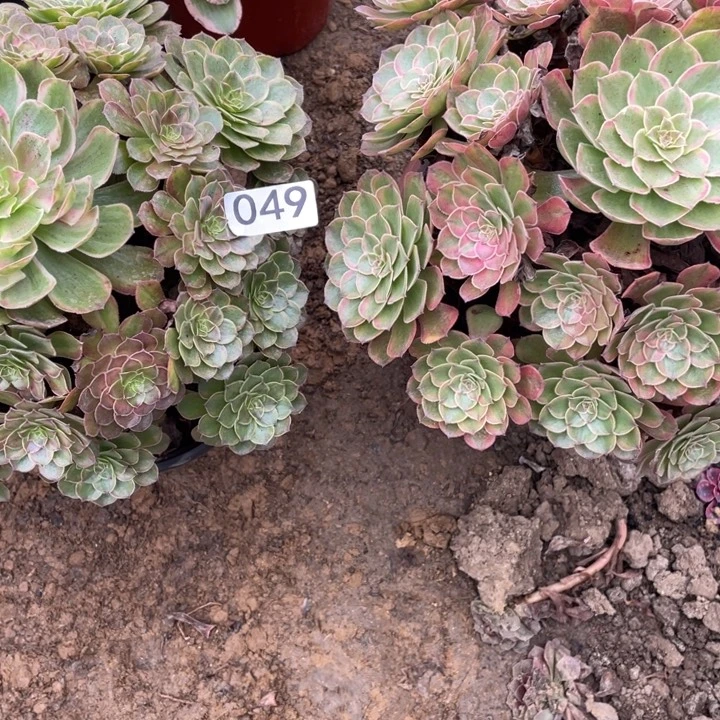 小***格无花朵049多肉植物缤纷秋色2棵