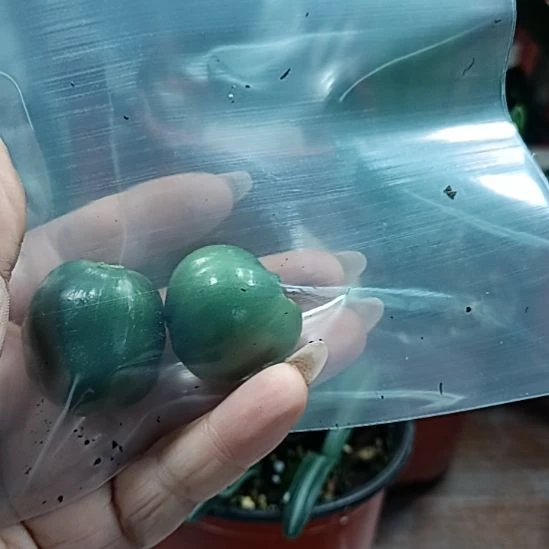 茶***海2个发3