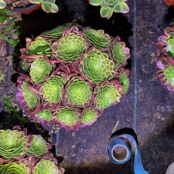 嘉年华0000000000000