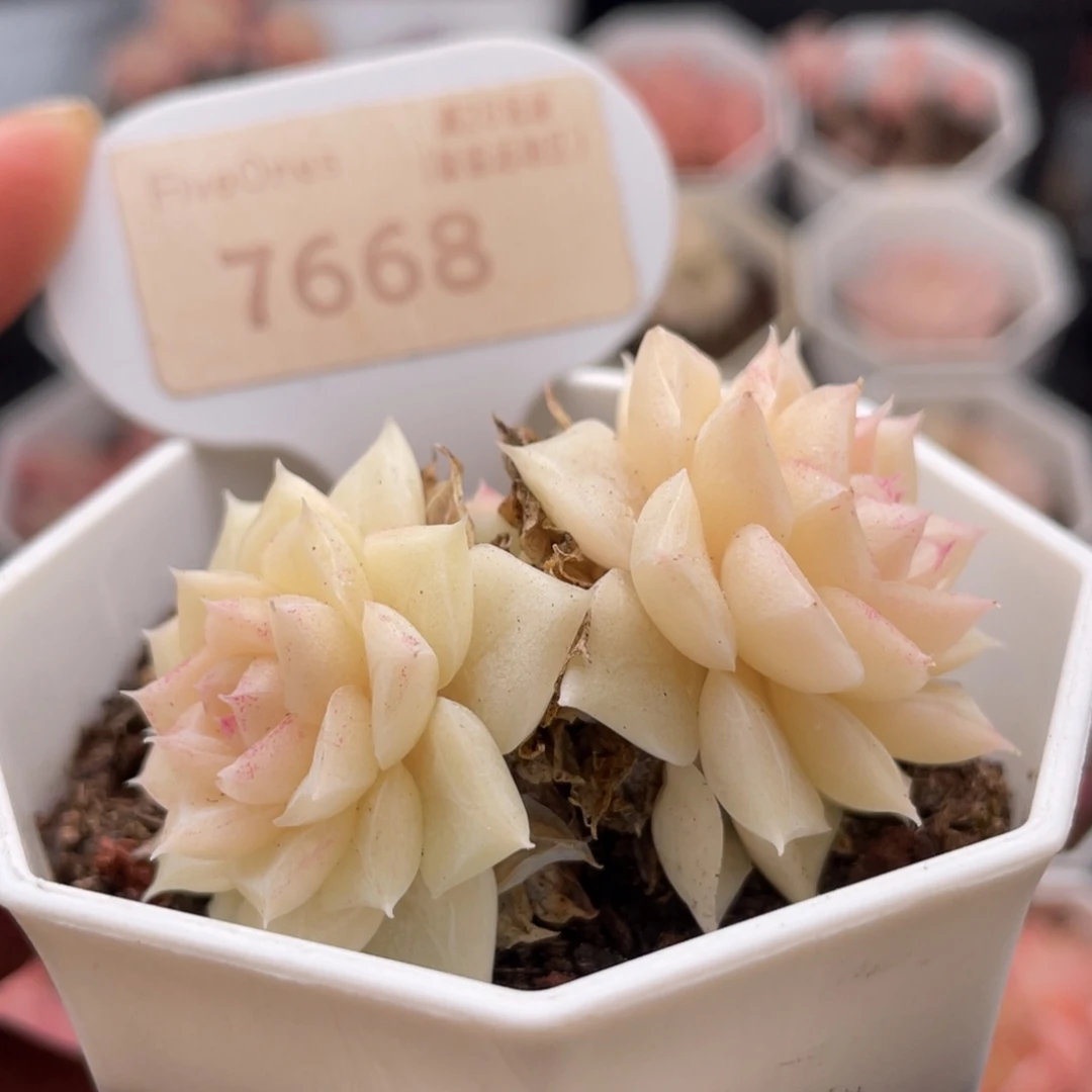 白天鹅7668-5.0厘米