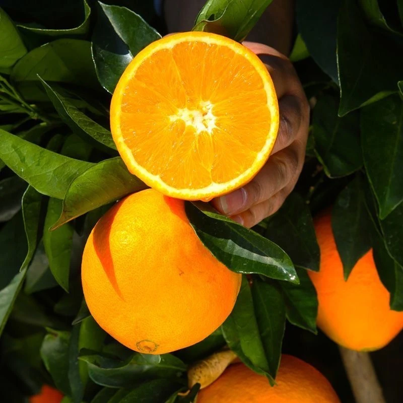 【产地直发】正宗江西发货赣南脐橙新鲜彩箱发货带开果器香甜多汁