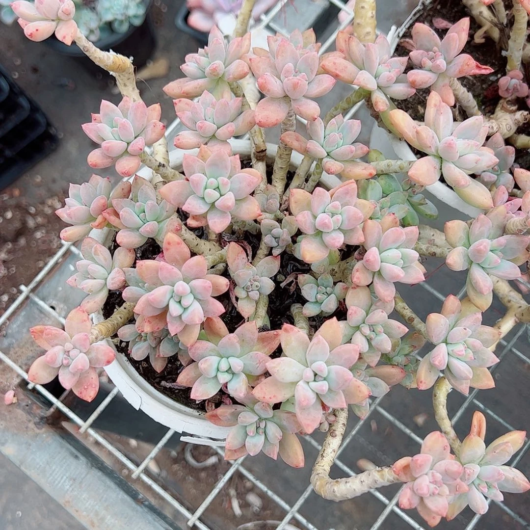 秋丽多头造型老桩