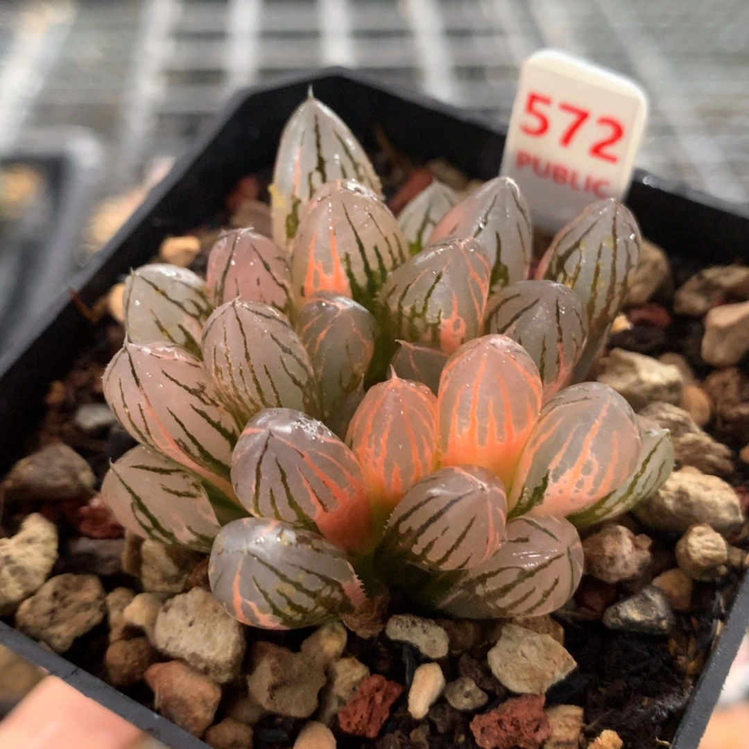 以实际为准572霓虹灯