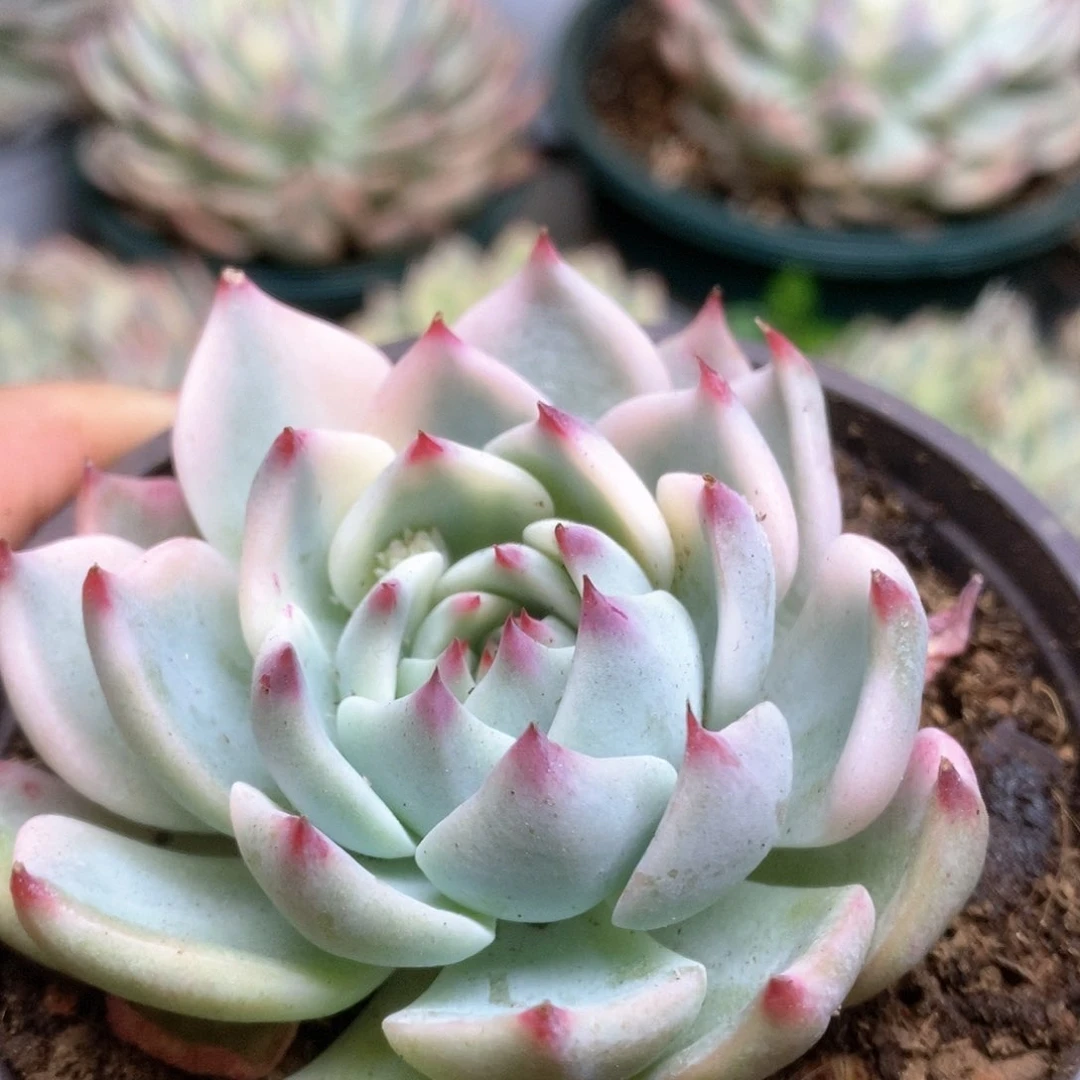 069锦锦锦锦锦锦