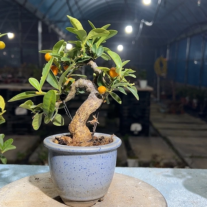 小***雨无花朵金豆盆栽筋斗盆栽